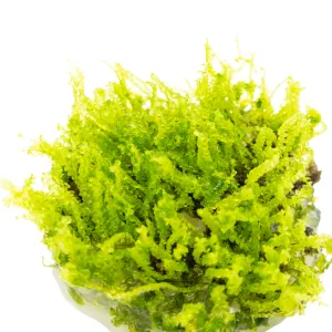 Tropica Solenostoma tetragonum 'Pearl Moss'