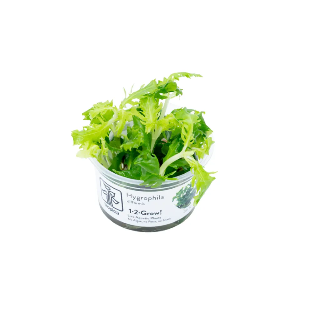 Hygrophila diffromis