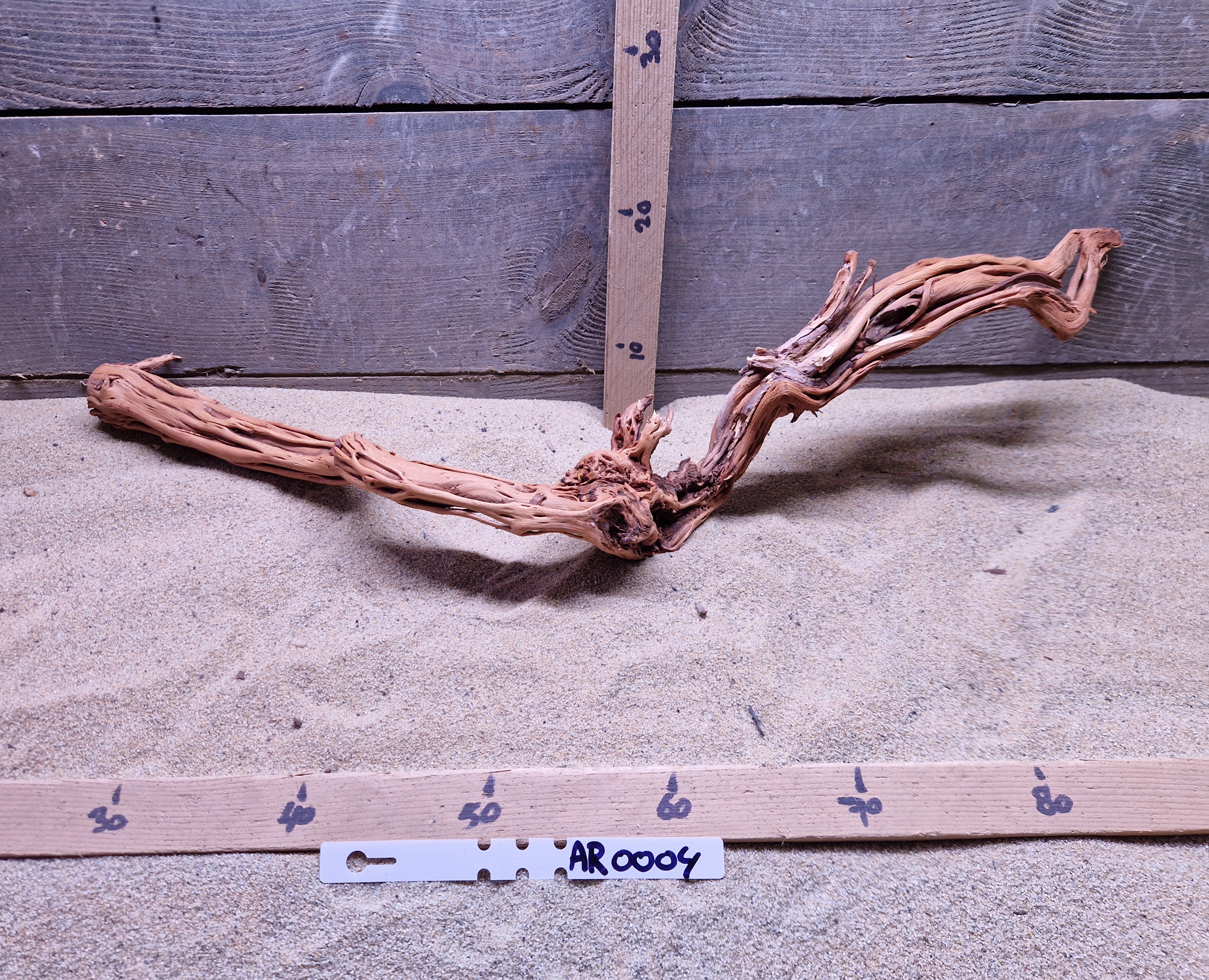 Azalea Root AR0004