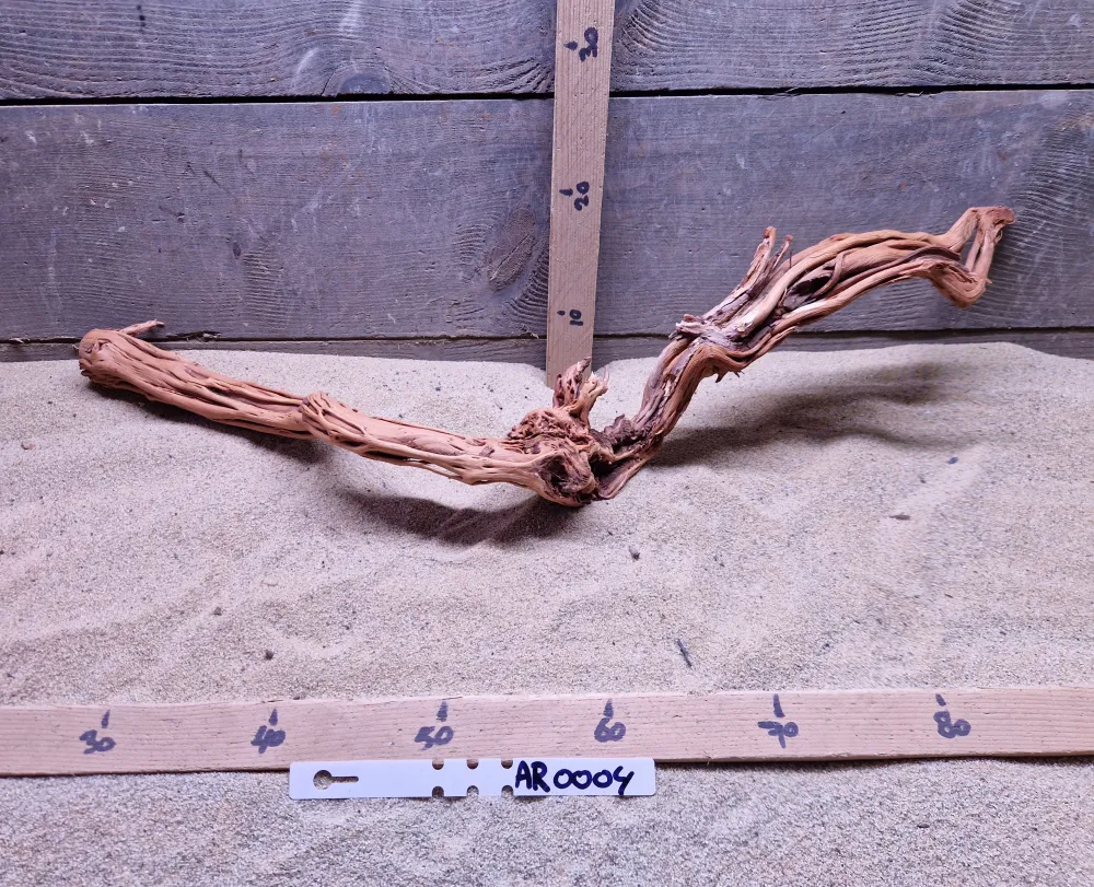 Azalea Root AR0004