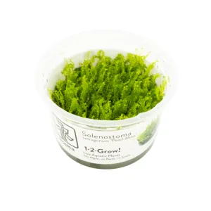 Tropica Solenostoma tetragonum 'Pearl Moss'