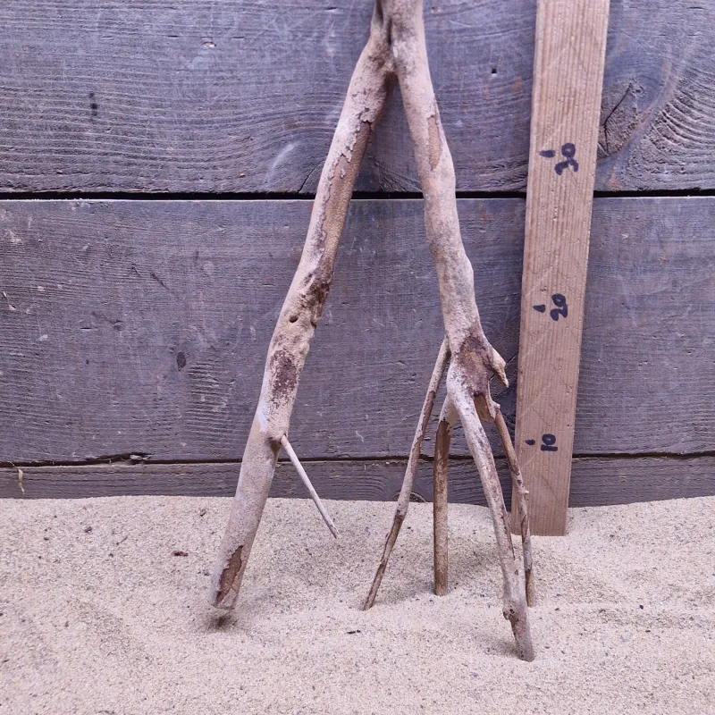 Talawa Wood TW035