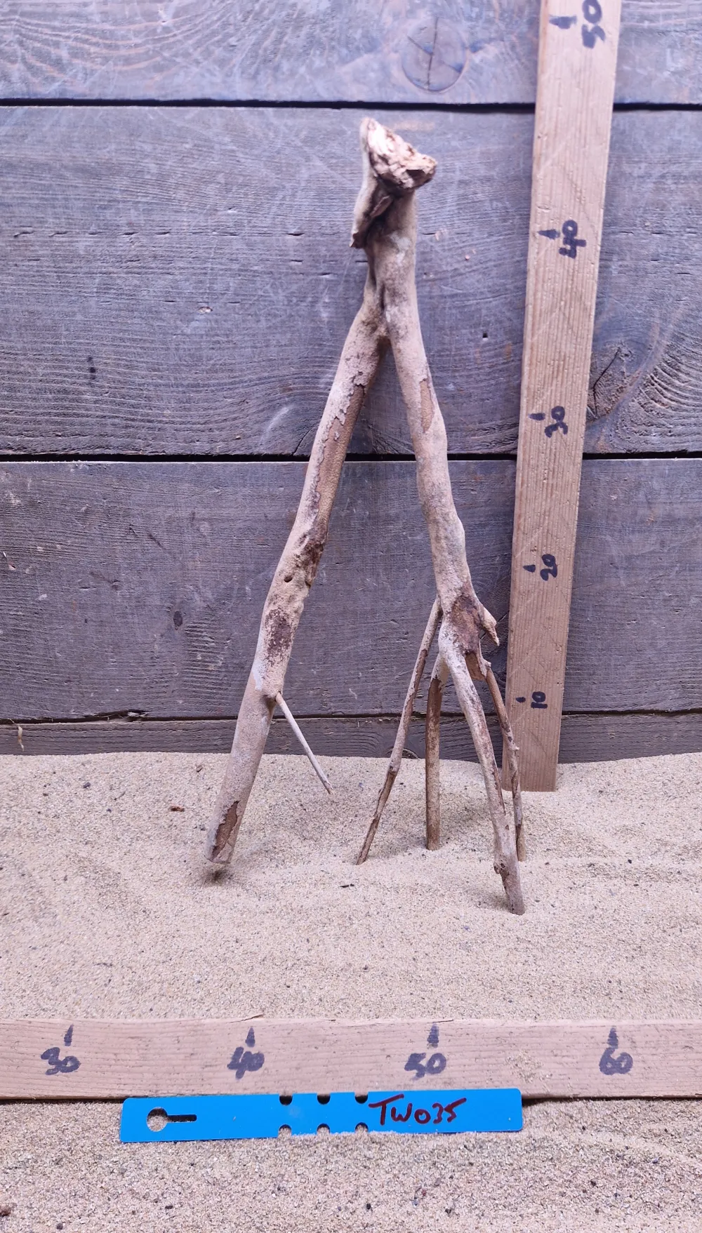Talawa Wood TW035