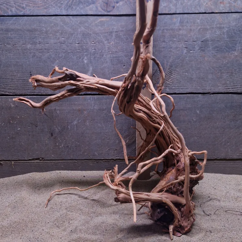 Azalea Root AR0007