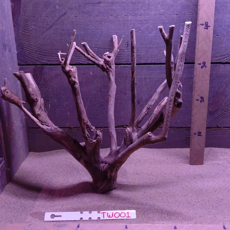 Talawa Wood TW001