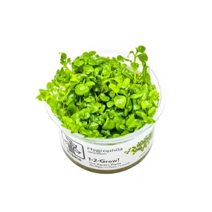 Hygrophila serpyllum