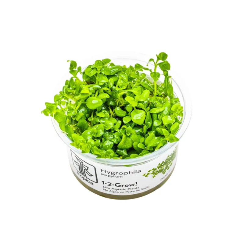 Hygrophila serpyllum