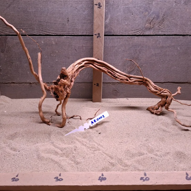 Azalea Root AR0002