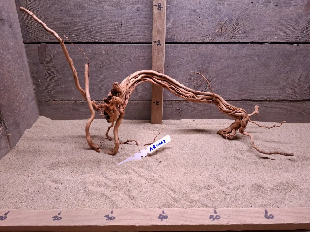 Azalea Root AR0002
