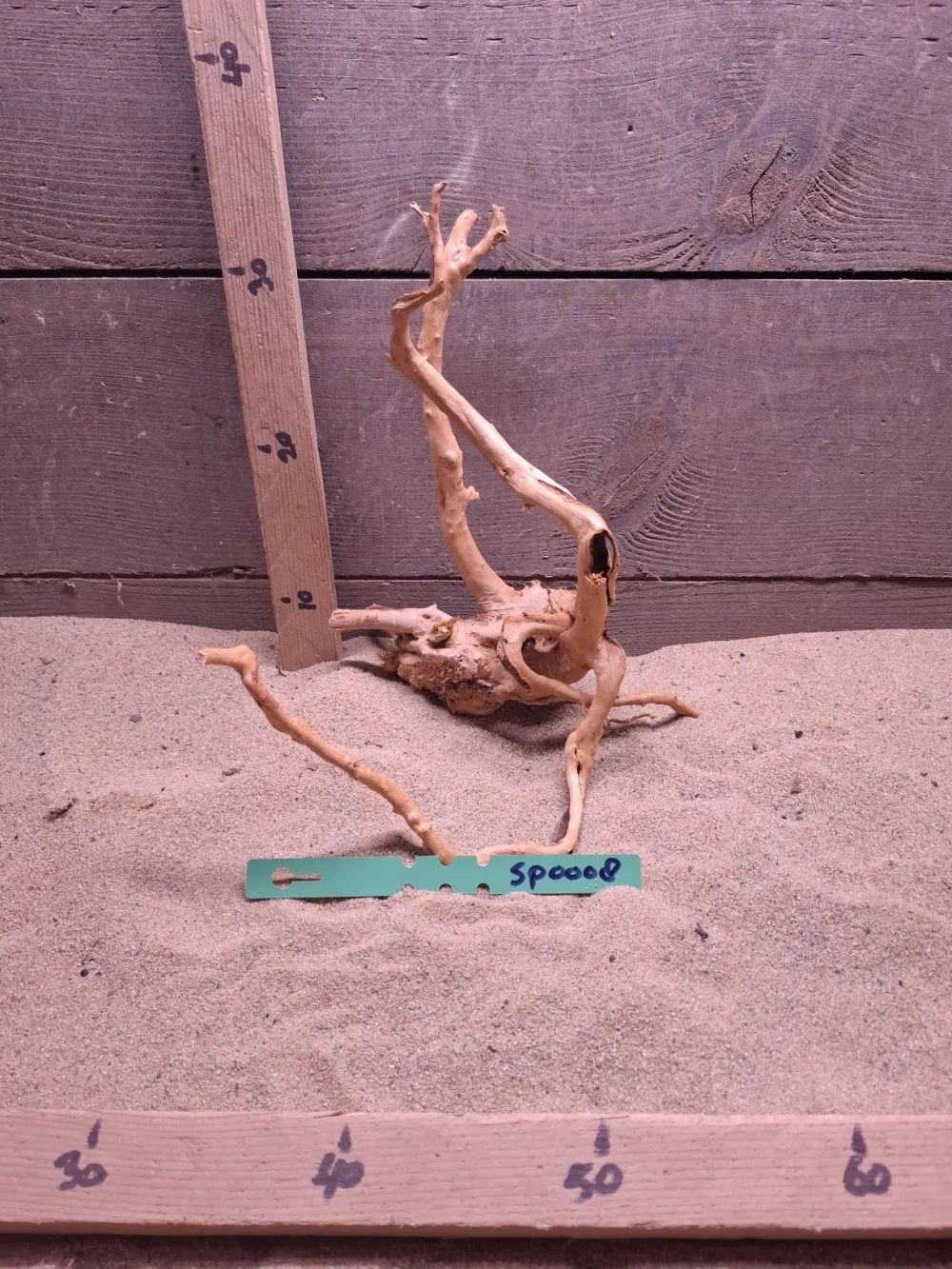 Spiderwood SP0008