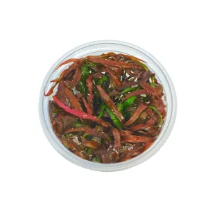 Cryptocoryne spiralis Tiger In Vitro