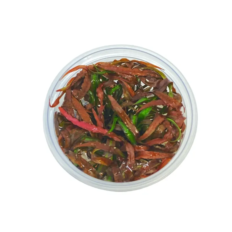 Cryptocoryne spiralis Tiger In Vitro