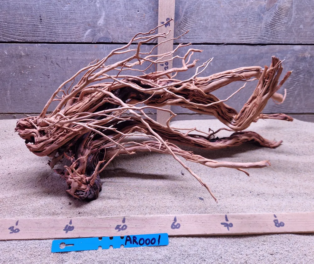 Azalea Root AR0001