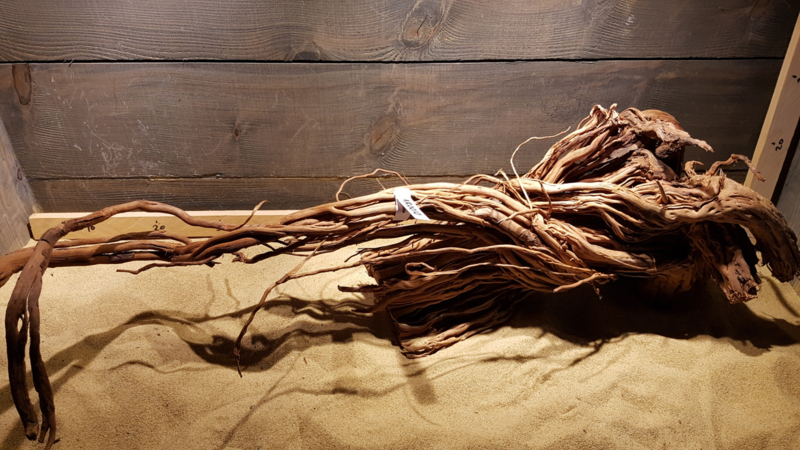 Azalea Root AR0010