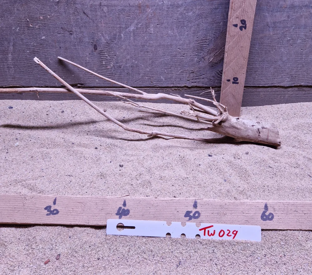 Talawa Wood TW029